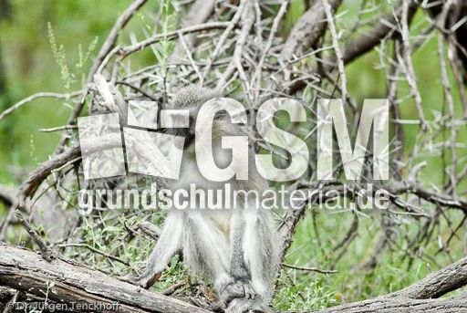 Grüne Meerkatzen (27 von 67).jpg